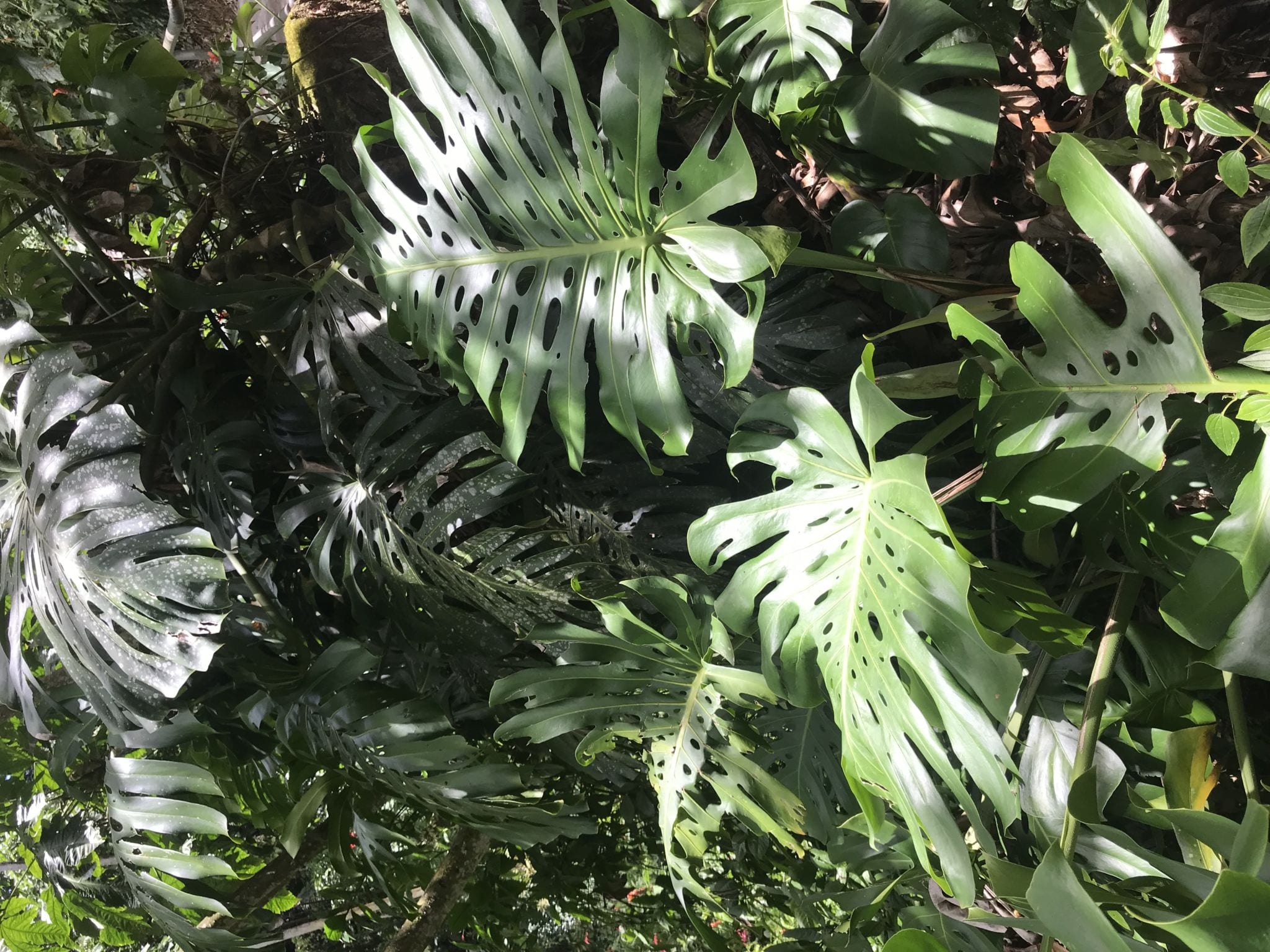 Looking for monstera deliciosa :) Listing