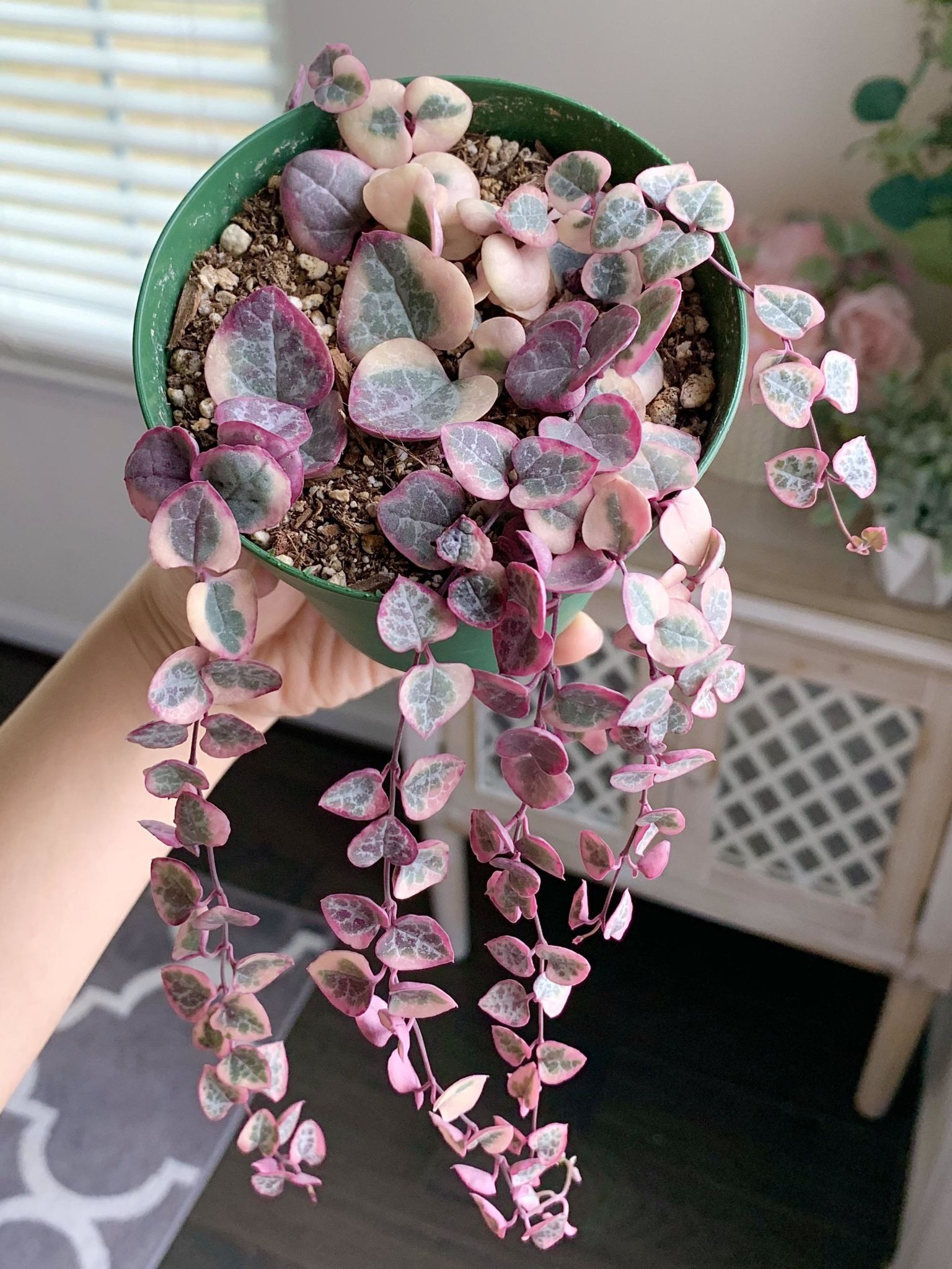 ISO Variegated string of hearts Listing