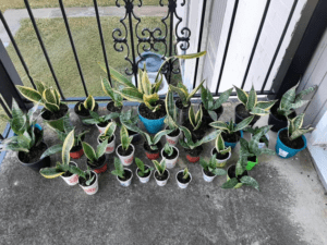 Snake Plants for Trade/Sale