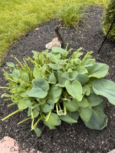 Large Hosta Available