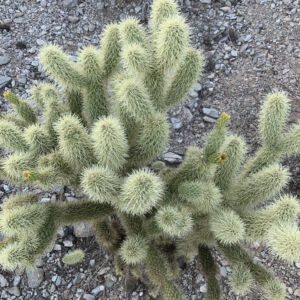 Teddy Bear Cholla